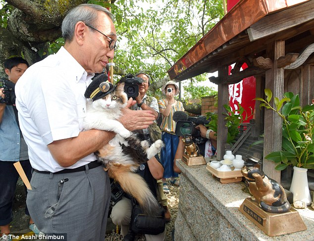 重回正轨！日本传奇猫站长“后继有猫”,影视