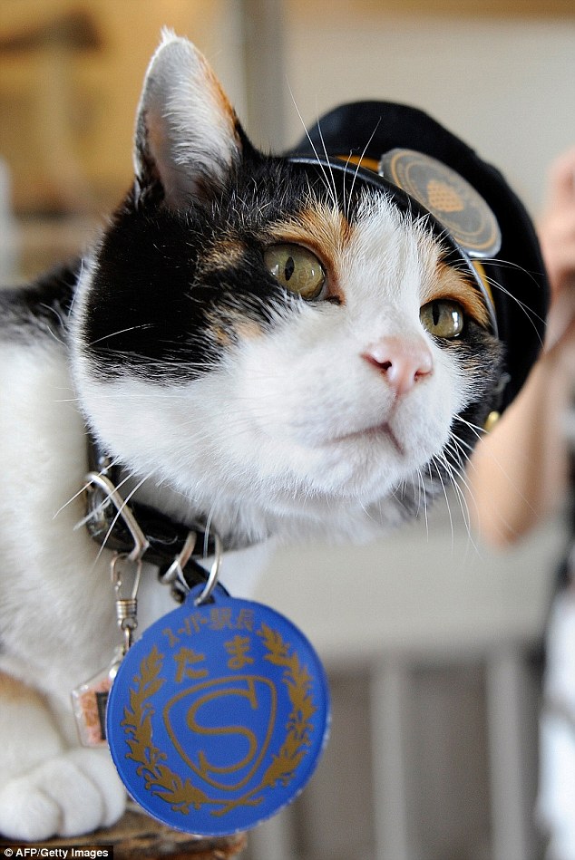 重回正轨！日本传奇猫站长“后继有猫”,影视