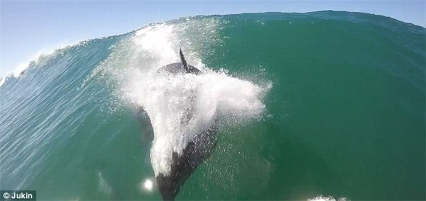 美加州海豚海中“翻江倒海”掀翻冲浪游客,影视