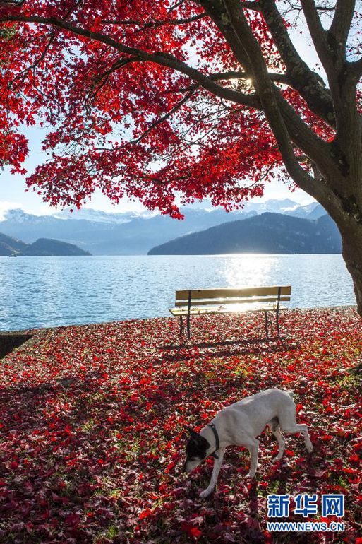这是2014年11月16日，在瑞士卢塞恩湖，一只狗从满是红叶的树下走过。位于瑞士中部的卢塞恩湖区集中了最能代表瑞士风光的古城、秀湖和雪山，是瑞士最受欢迎的旅游胜地之一。