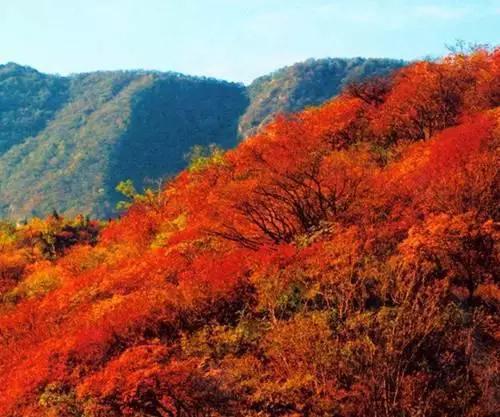 趁秋天还在！各省秋景“花魁”名单拿好不送,影视