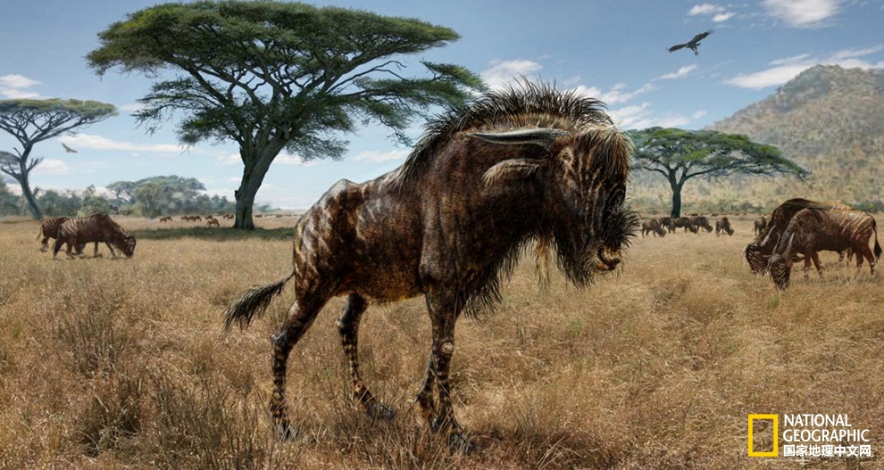 远古牛羚拥有奇特鼻子结构，作用出人意料,影视