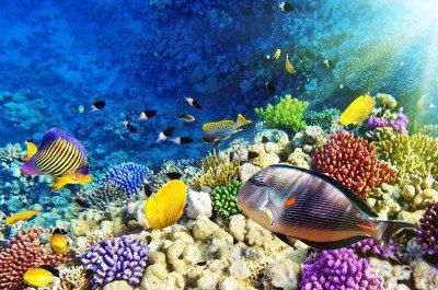 安达曼海斯米兰群岛海湾：潜水爱好者的天堂,影视
