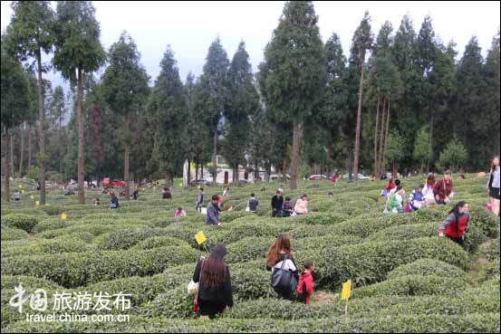 四川省元顶子茶场：云顶茶文化旅游节,影视