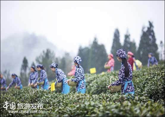 四川省元顶子茶场：云顶茶文化旅游节,影视