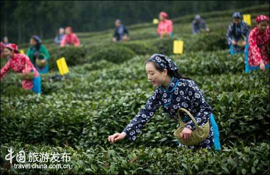 四川省元顶子茶场：云顶茶文化旅游节,影视