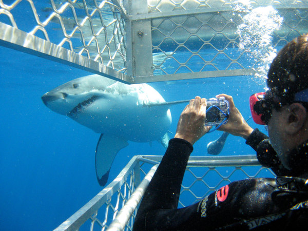 南澳大利亚州艾尔半岛:林肯港终极冒险-与白鲨潜水,影视