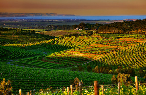 澳洲葡萄酒之乡南澳大利亚州:黛伦堡酒庄 麦拿伦谷,影视