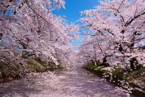 日本最著名摄影圣地:北海道美瑛町—青池 奈良,影视