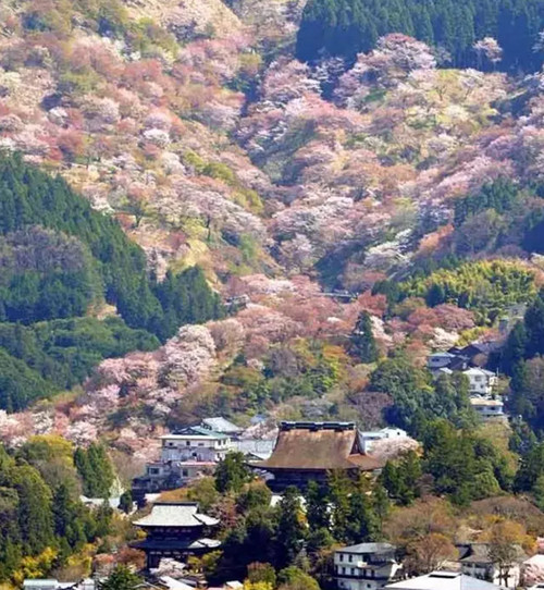 日本最著名摄影圣地:北海道美瑛町—青池 奈良,影视