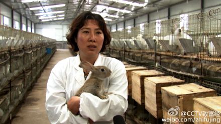 致富经王雪莲养殖兔子 山东诸城存款密码被篡改,影视