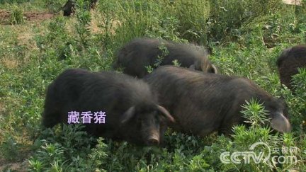 藏香猪养殖 曾志宏 致富经世界那么大就要养猪