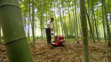 自动伐竹机 绿色时空小发明化解竹林烦恼 湖州