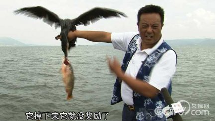 杨玉藩鱼鹰养殖 致富经发现鱼鹰的商机之后 大理