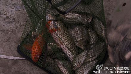 弹竿一钓 我爱发明弹周全斌钓鱼机器人弹竿一钓,影视