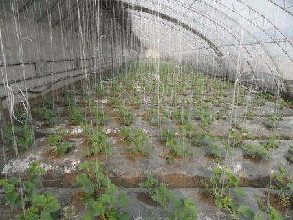 延庆茂源广发种植专业合作社吊网生产蔬菜