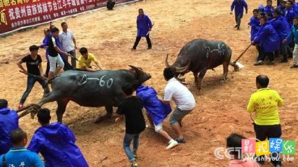 唐先奎斗牛场 斗牛比赛 致富经唐先奎斗牛的财富