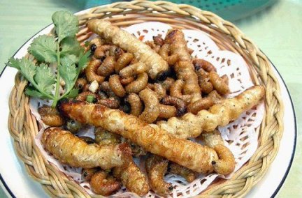 豆青虫养殖 灌云县养殖富含氨基酸的丹豆青虫