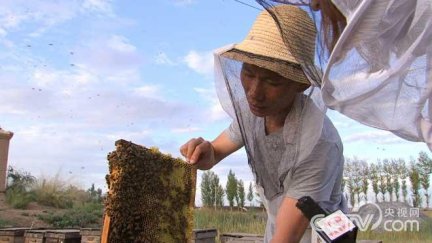 山东菏泽左凤龙蜜蜂养殖 蜜蜂凶猛 财富甜蜜