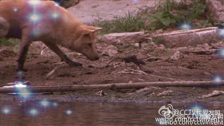 我爱发明捕鼠特工 东莞陈康全自动连续捕鼠器,影视