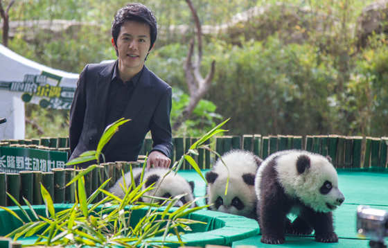 全球唯一熊猫三胞胎名字公布 李云迪现场演奏祝福